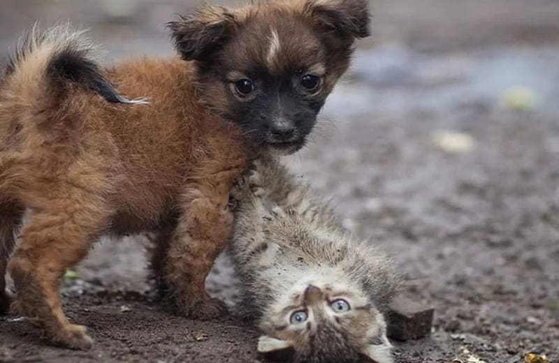 <span class="title_hashtag" style="padding: 0 10px">#GiveHope</span> für Tiere und für die Menschen, die sich um sie kümmern